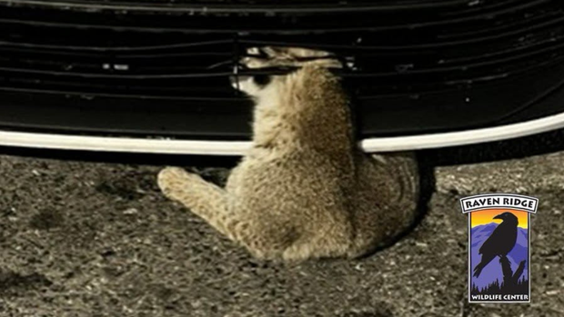 kdka-bobcat-hit-by-car.png