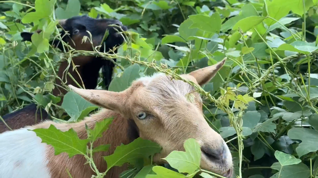 goats-and-graves.png 