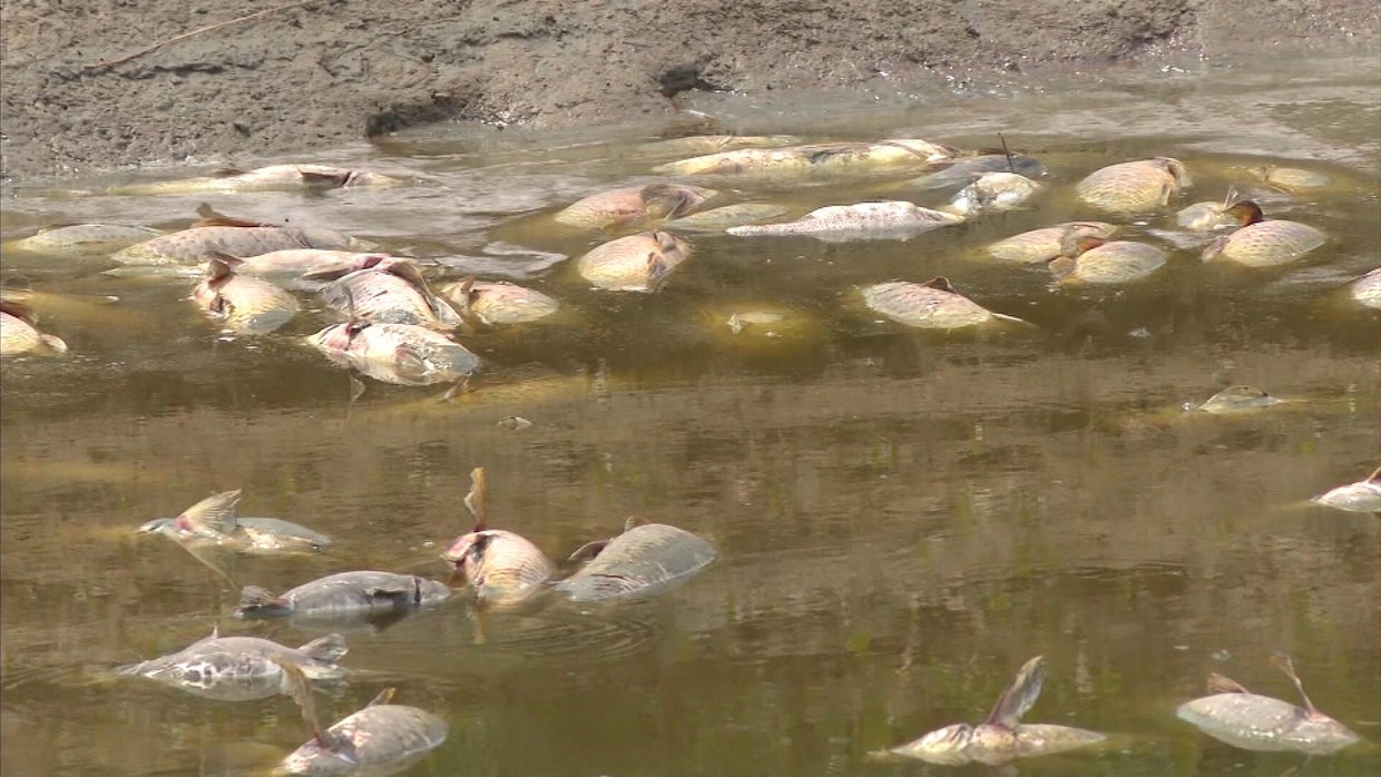 Thousands of dead fish found in shallow Northern Colorado lake; some ...