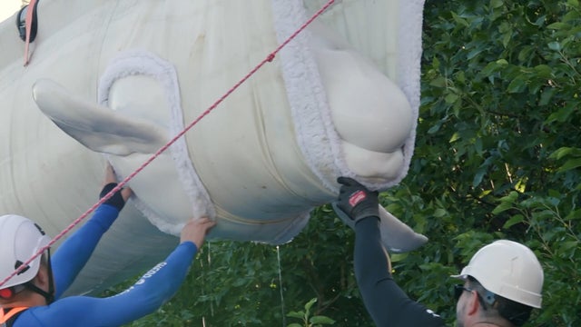 beluga2.jpg 