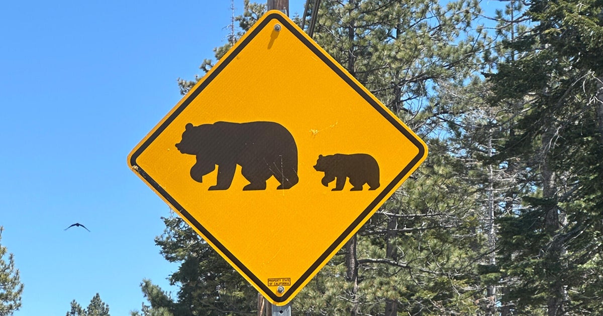 Roseville bear sighting reported a day after Rocklin alert