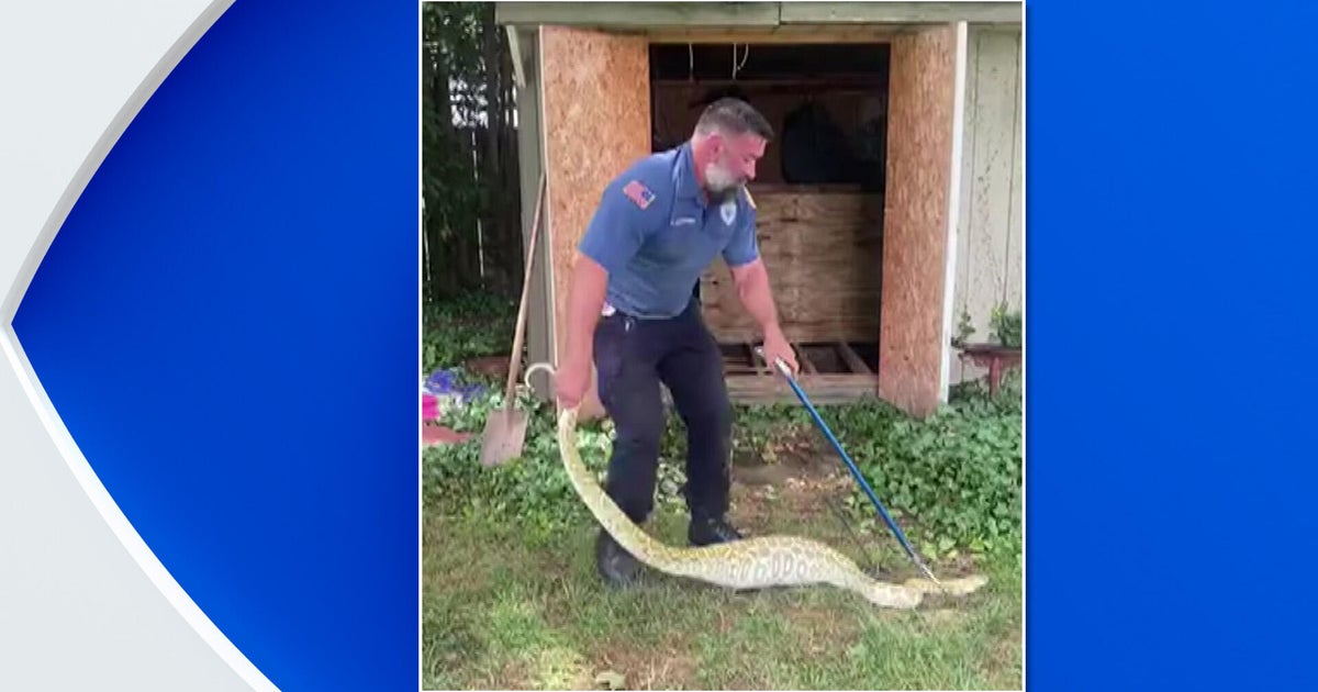Video shows 8-foot python pulled from N.J. backyard after eating a ...