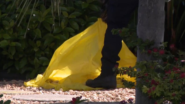 cbsmiami-dog-shot-1.jpg 