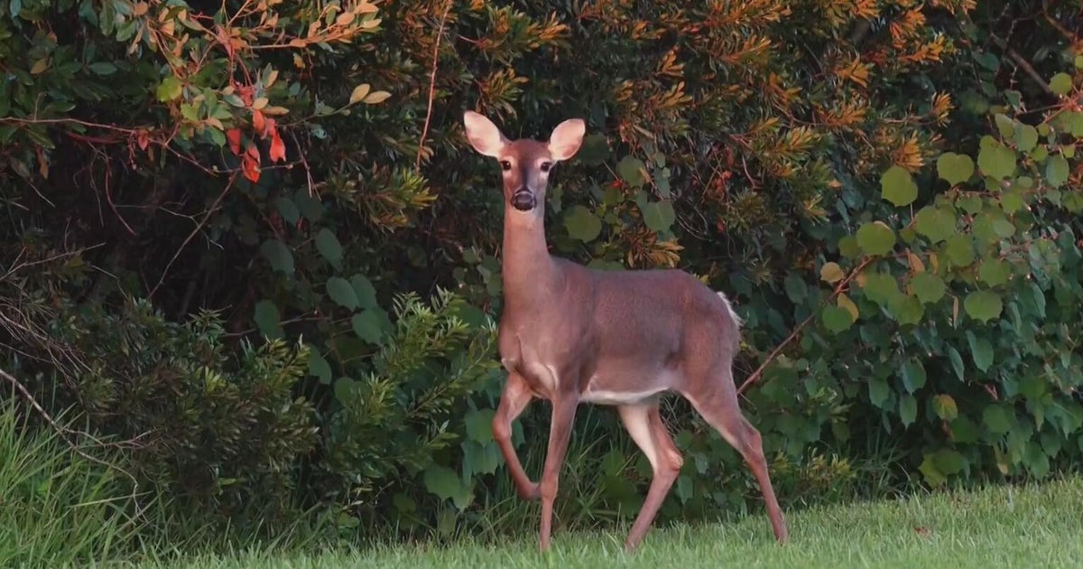 Oakmont moving forward with harvesting program to reduce deer population
