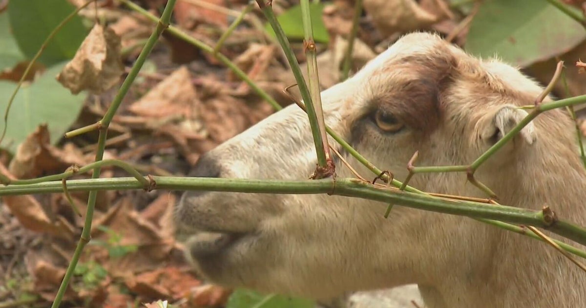 Grazing goats work hard to clear unwanted brush in Pittsburgh