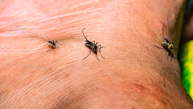 Aedes Mosquitoes - Deadly Disease Vector 