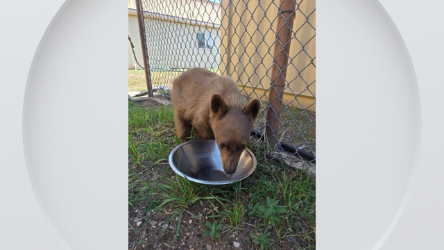 bear-cub-rescue-custer-county.png 