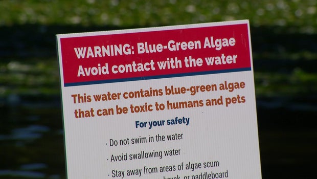 Cedar Lake beaches closed due to blue-green algae