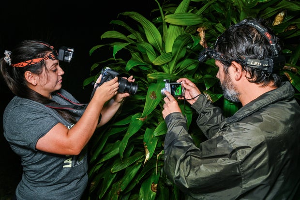 COSTA RICA-FROG-DISCOVERY 
