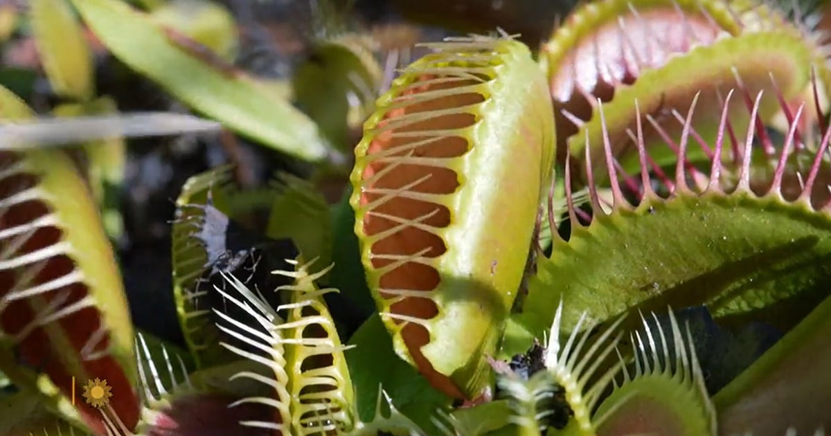 Protecting the Venus fly trap