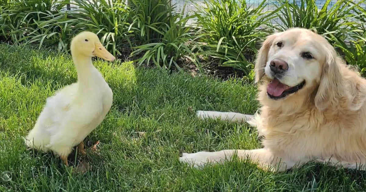 How a duck helped a dog recover from panic attacks, medication that brought him down