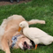 How a duck's friendship helped a golden retriever overcome health issues