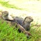 Nature: Otters in California