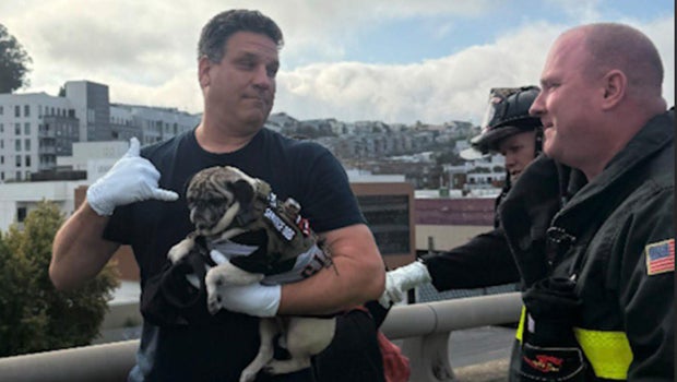 San Francisco crews chase down pug after I-280 rollover crash