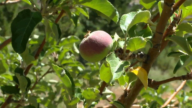 gold-medal-orchard-2.png