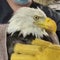 Jackie, a beloved bald eagle from Big Bear, dies after attack by 2 other eagles