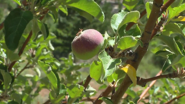 apple.jpg 