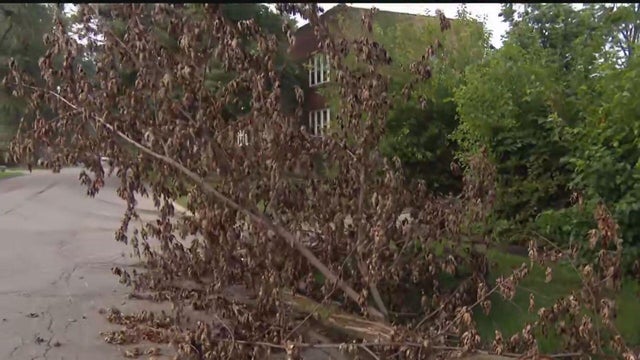 roseland-tree-down.jpg 