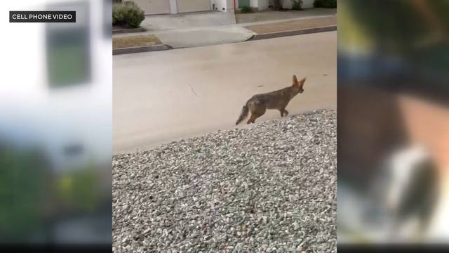 coyote.png 