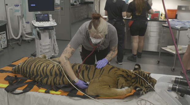 tiger-care.png