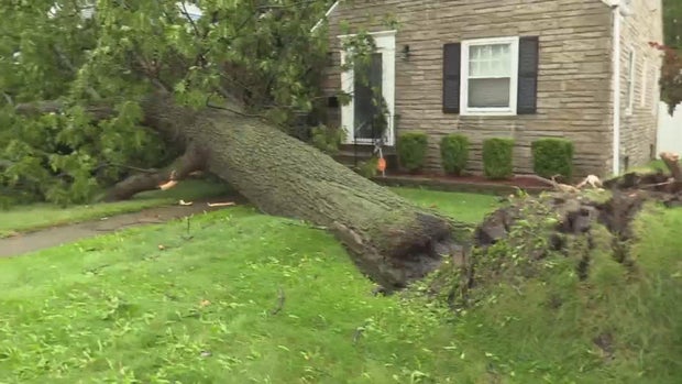 lansing-tree.jpg