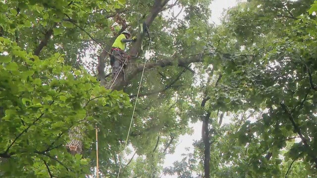 split-tree-cutting.jpg 