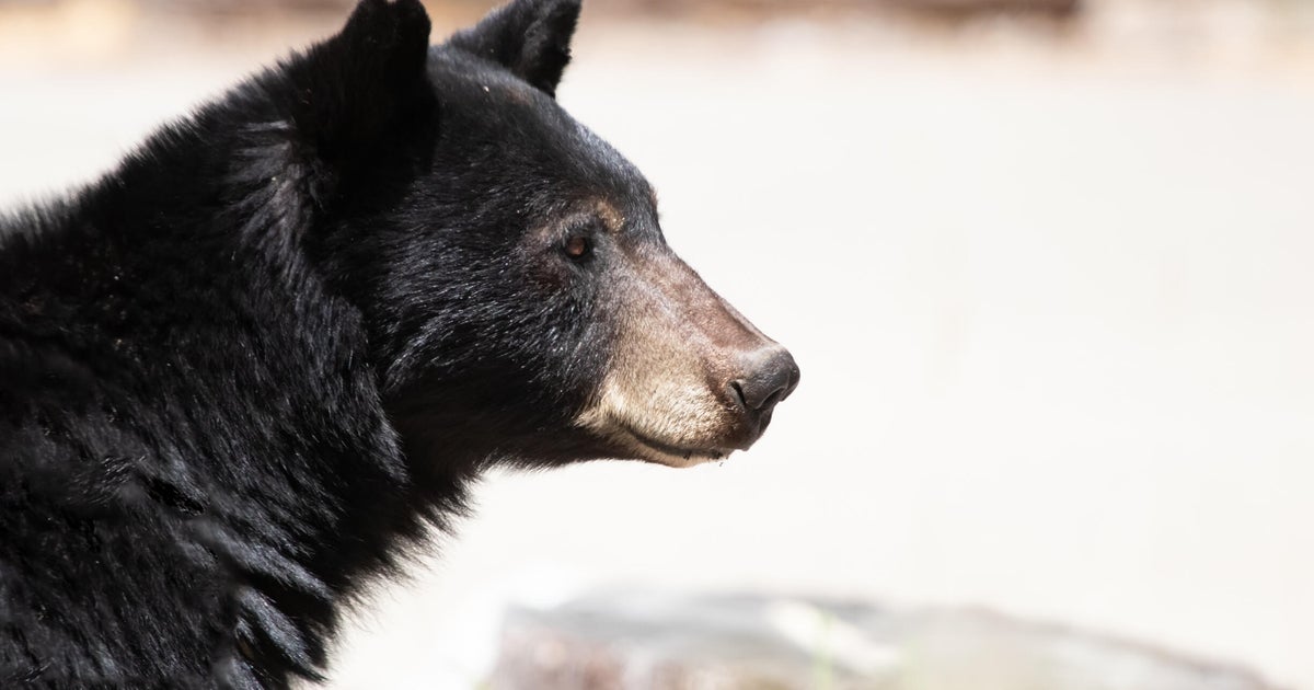 Bear, 2 cubs spotted in Auburn as Placer County bear sightings continue