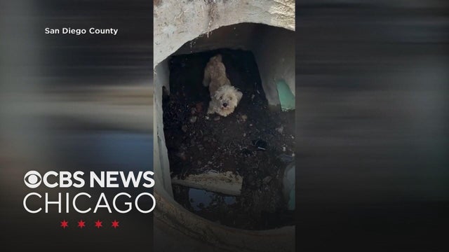 dog-rescue-overlay.jpg 