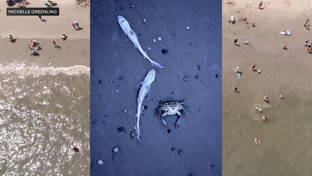 dead-sharks.jpg 