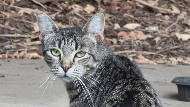 ripon-cat.jpg 
