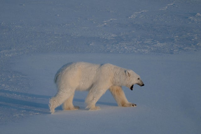 Person fined $5,255 after using foghorn to wake sleeping polar bear in Norway's Svalbard archipelago; governor confirms fine