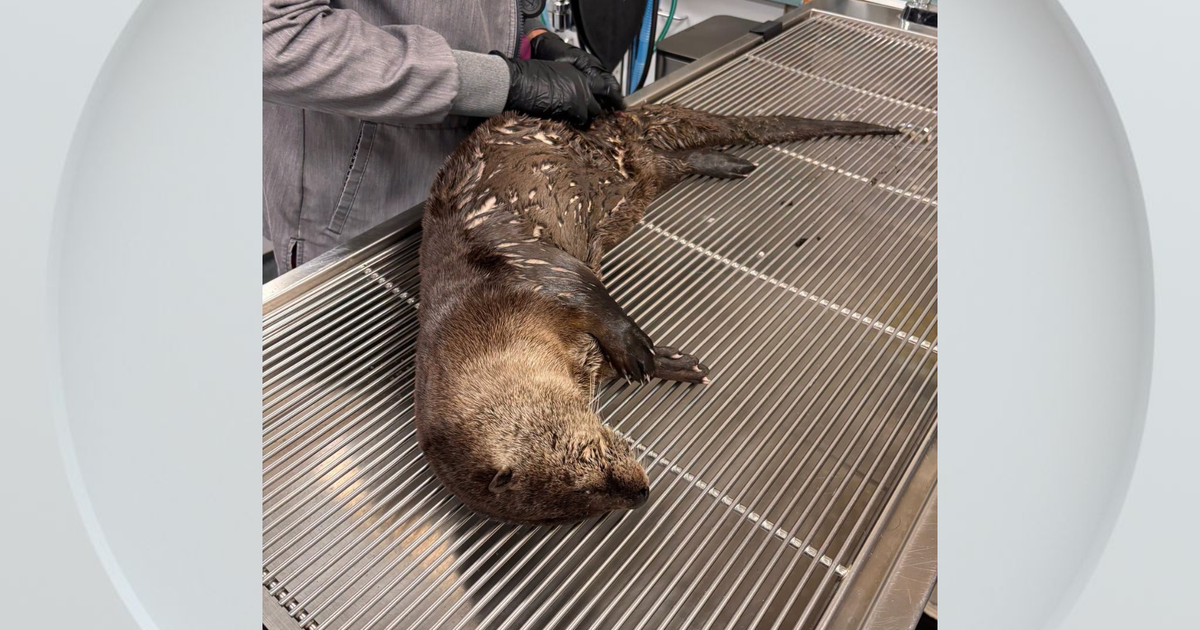 Otter hit by car in Vacaville expected to recover, wildlife rescue says