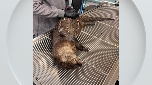 otter-hit-by-car-vacaville.png 