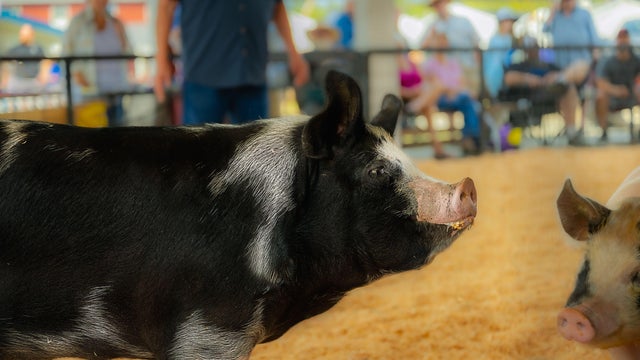 A close-up of a black and white pig at a livestock show with a blurred background 