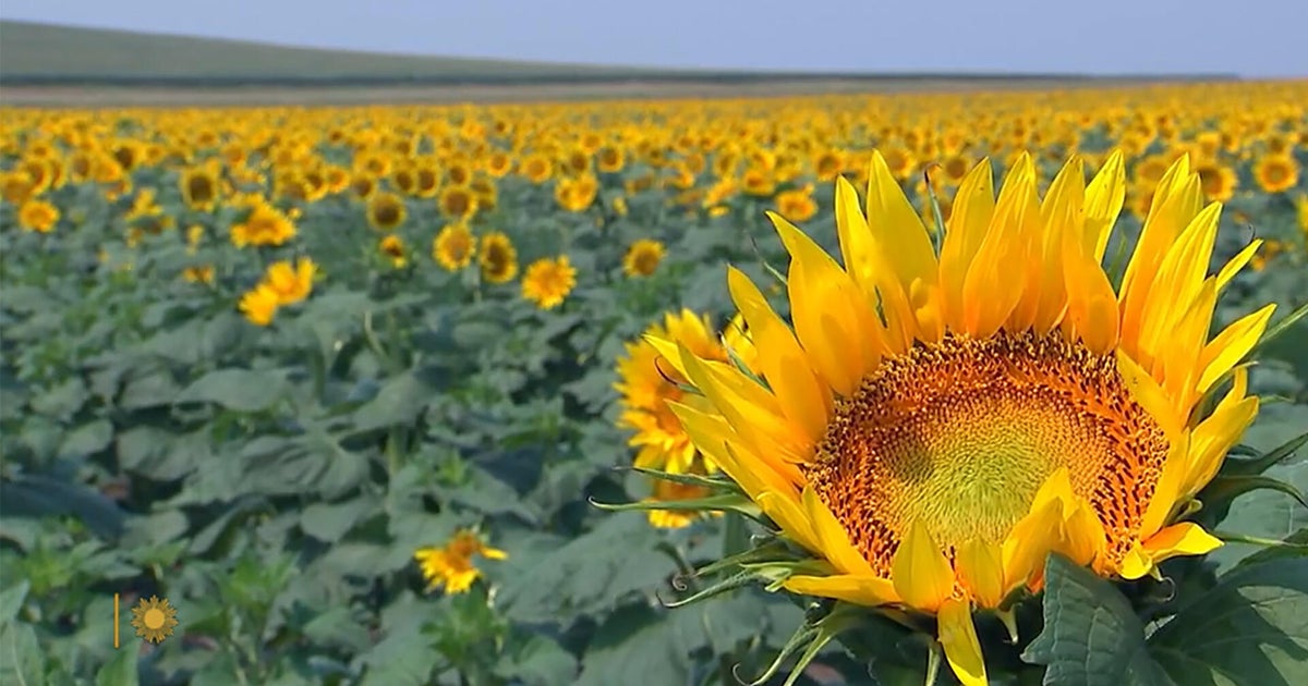 Nature: Sunflowers in South Dakota