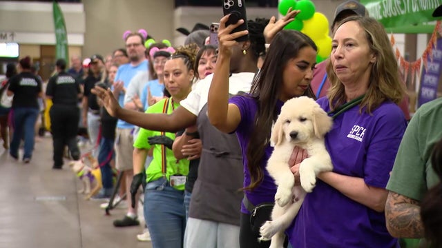 raw-pet-adoption.jpg 