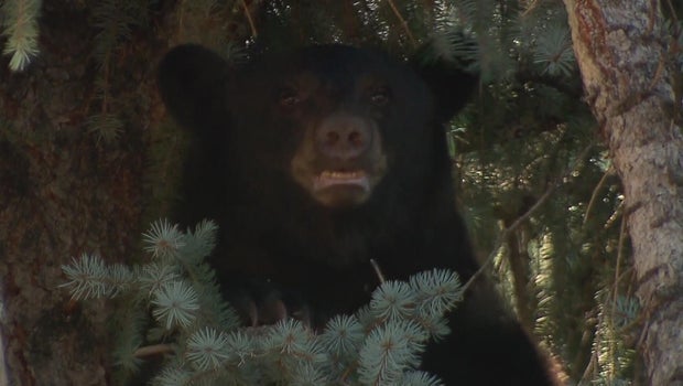 Colorado bear sightings double as new law strengthens penalties for unsecured trash