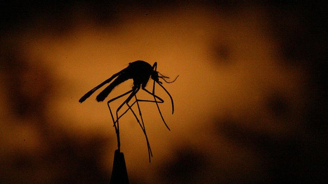 Held by a pair of tweezers, one of thousands of mosquitos trapped by Los Angeles County Vector Contr 