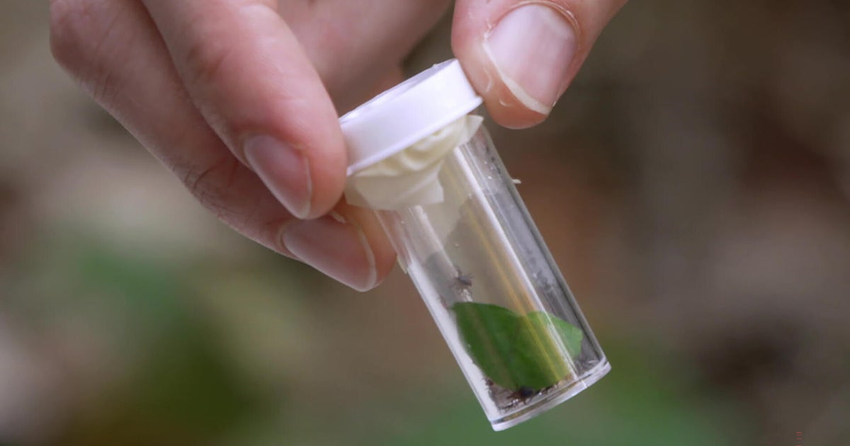 Sculpting Evolution: Using genetic engineering to curb Lyme | 60 Minutes Archive