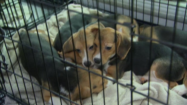 Beagles bred for research get new life amid questions over federal oversight