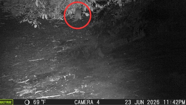 river-otter-camera-trap.jpg 