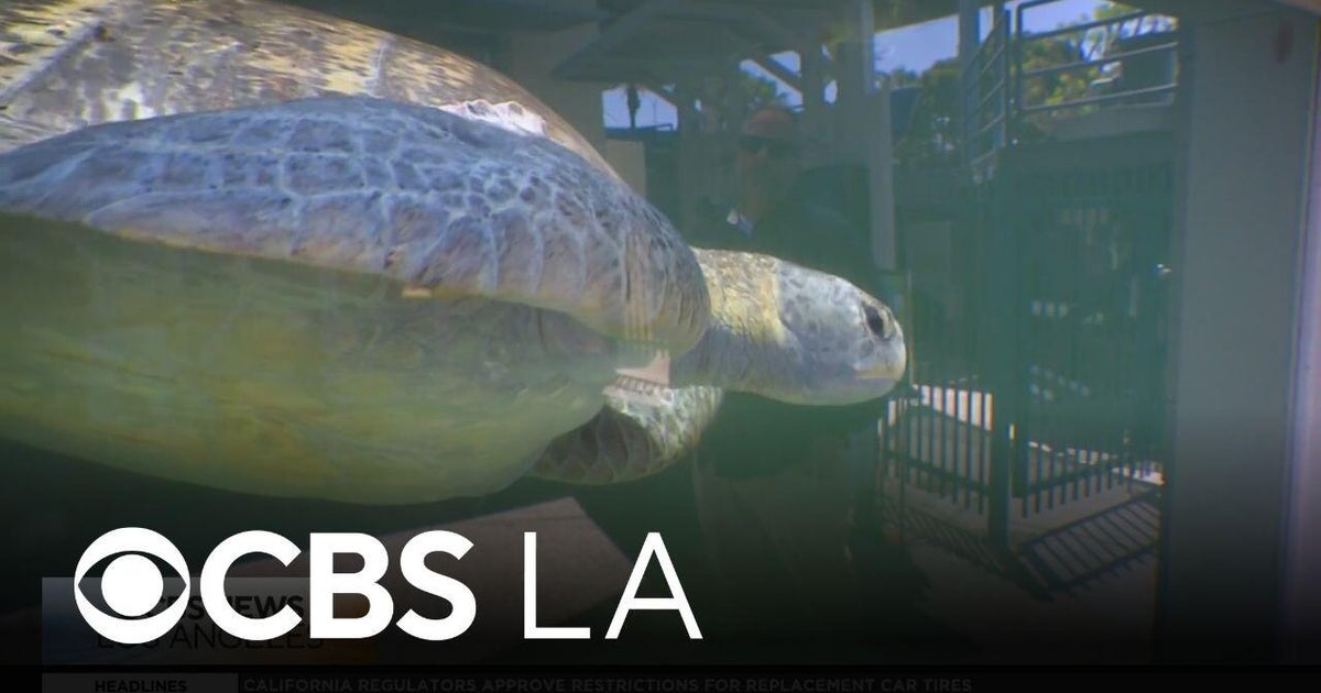Sea Turtle Rehabilitation Program at Aquarium of the Pacific in Long Beach | Let’s Go Places