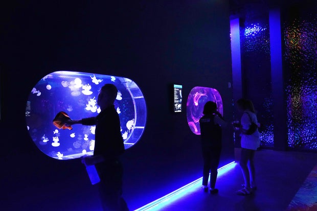 Florida Jellyfish Museum