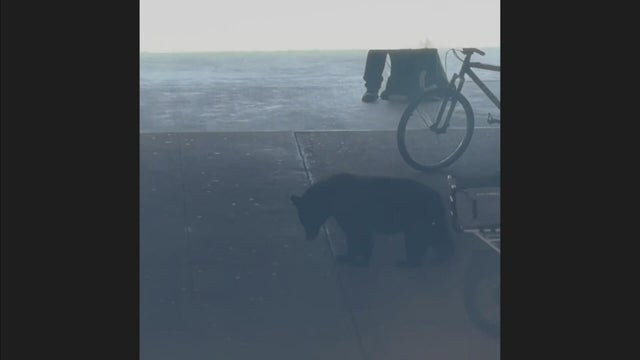 small-bear-csu-campus-colorado-state-univeristy-fort-collins.jpg 