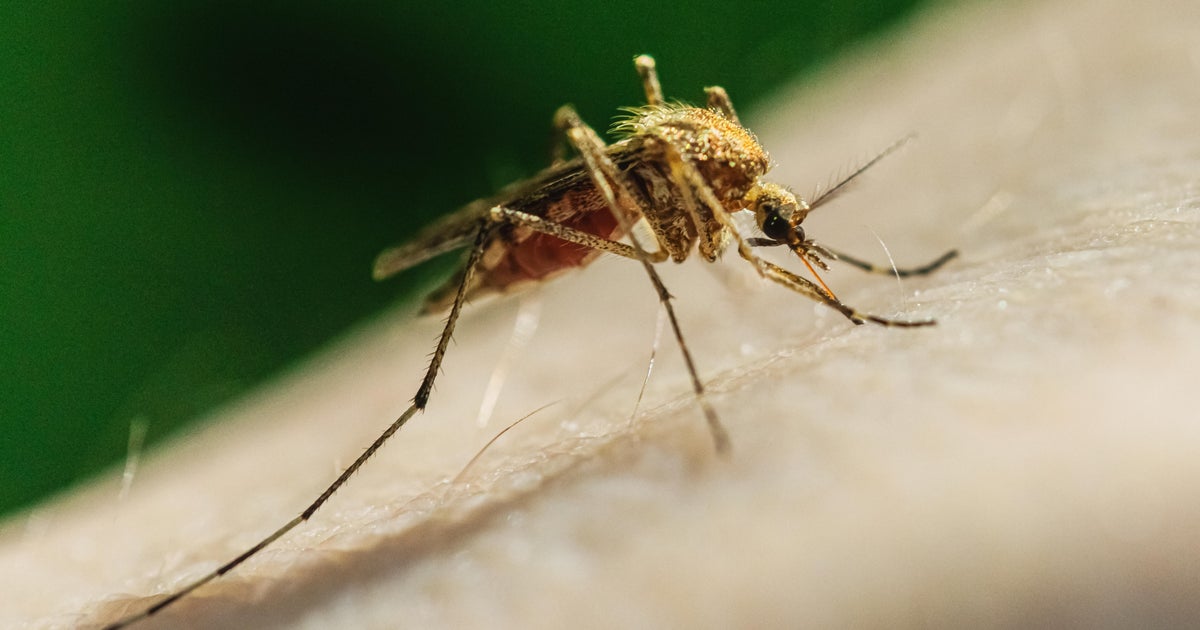 Photo: cbsnews.com LA County Confirms First West Nile Virus Death of 2026