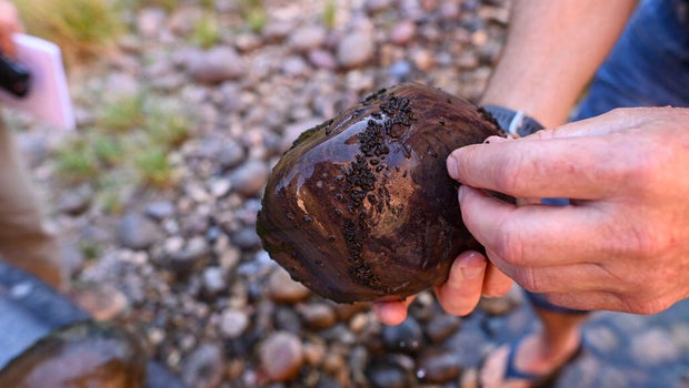 Self-cloning invasive snails discovered in Northern Colorado lake