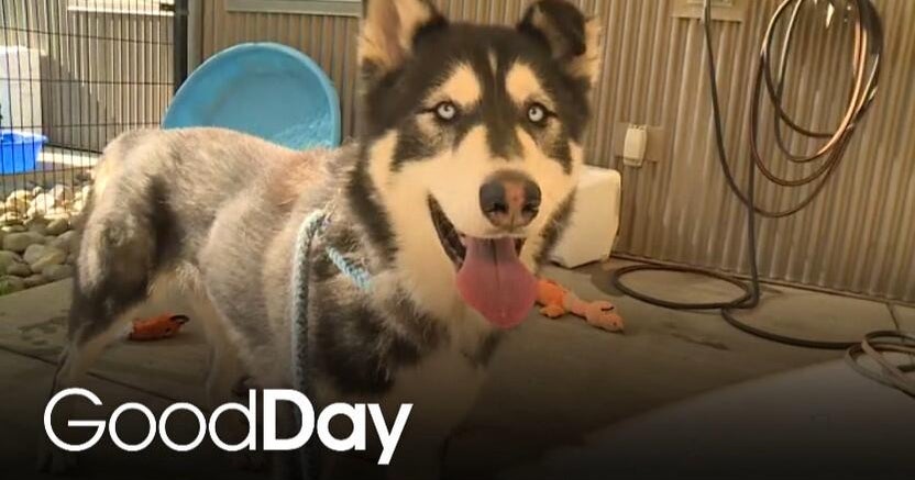 Help the Bradshaw Animal Shelter by giving this dog a loving home! | Final Plea