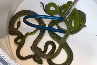 Moving pillowcase leads to discovery of reptiles in car seized at border