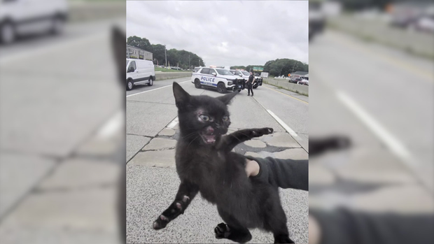 cat-1.png