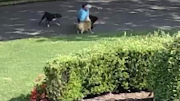 Two dogs attacked a man on the ground in the street